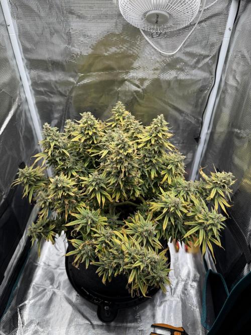 RQS Euphoria - Back on Track. Week 16 - 3rd