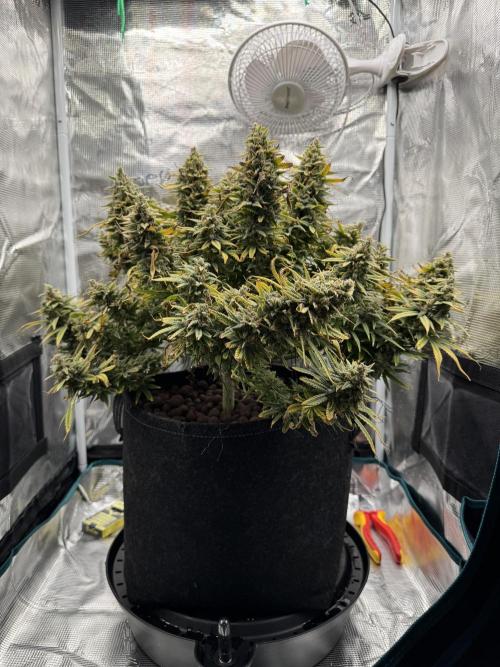Euphoria. Week 16