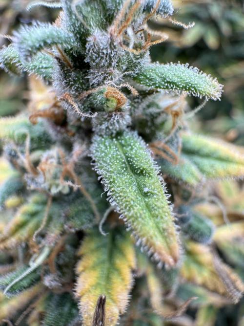 RQS Euphoria - Back on Track. Week 16