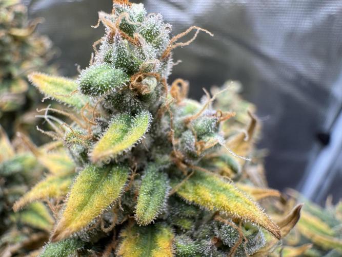 RQS Euphoria - Back on Track. Week 16