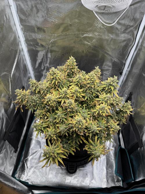 RQS Euphoria - Back on Track. Week 16