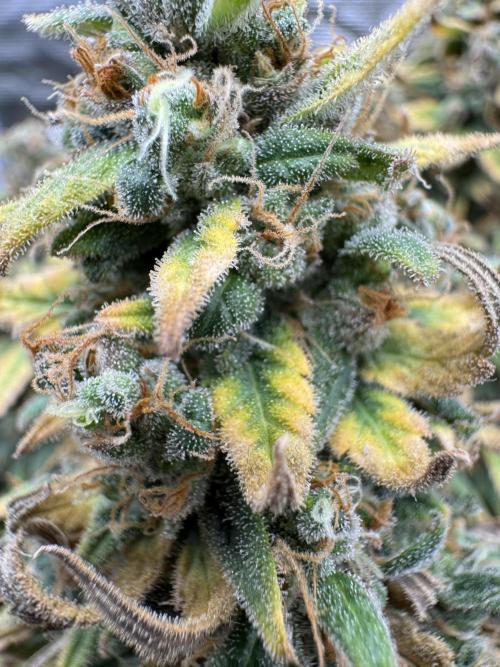 RQS Euphoria - Back on Track. Week 16