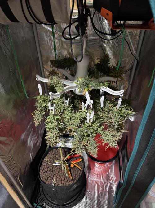 RQS Euphoria - Back on Track. Week 16