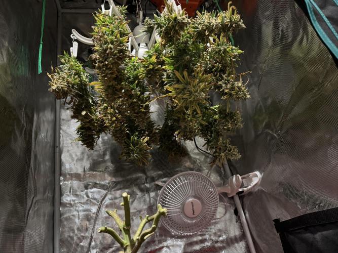RQS Euphoria - Back on Track. Week 16