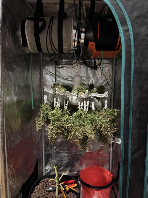 RQS Euphoria - Back on Track. Week 16