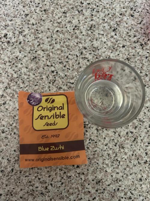 Blue zushi aka Blue Zenith. Week 0