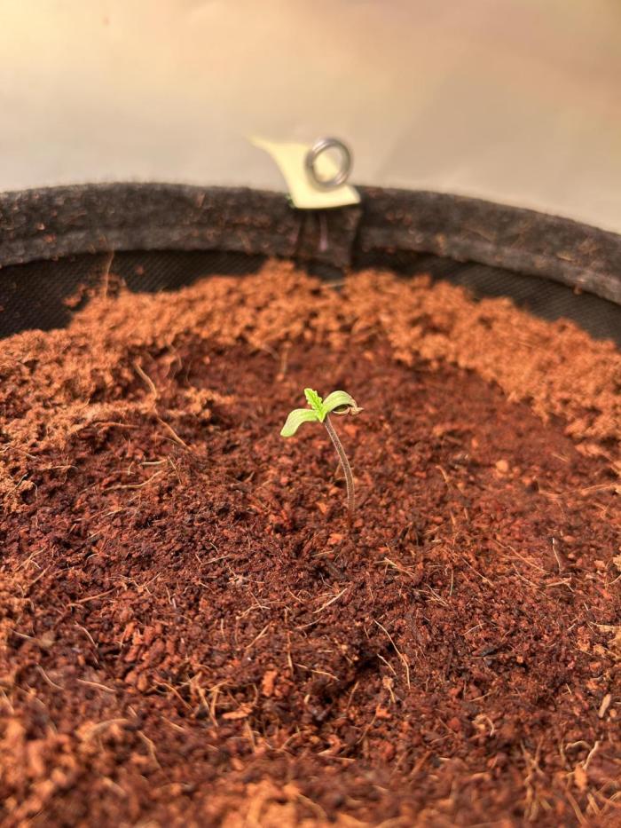 Blue zushi aka Blue Zenith. Week 1