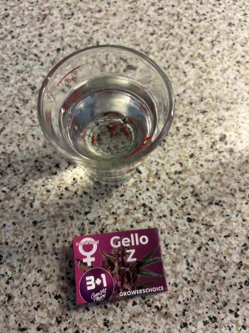 Gello-Z. Week 0