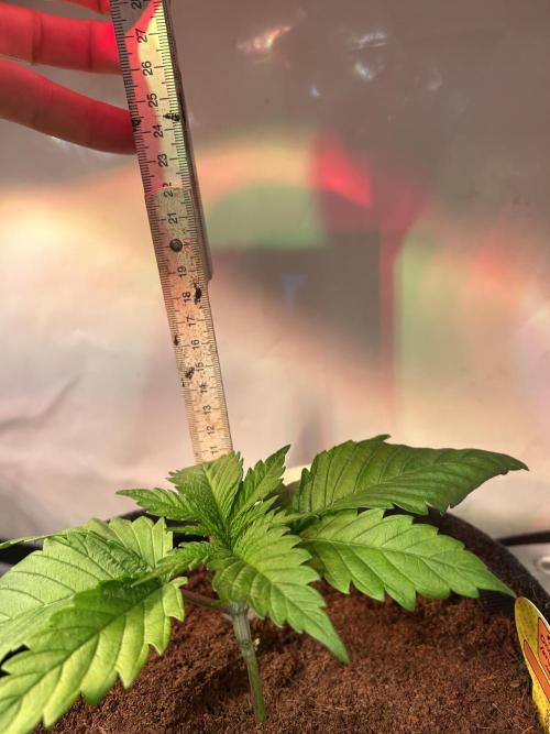 Blue zushi aka Blue Zenith. Week 4