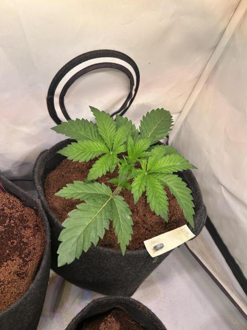 Blue Zenith. Week 4