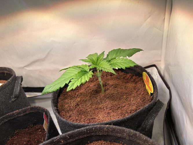Blue zushi aka Blue Zenith. Week 4