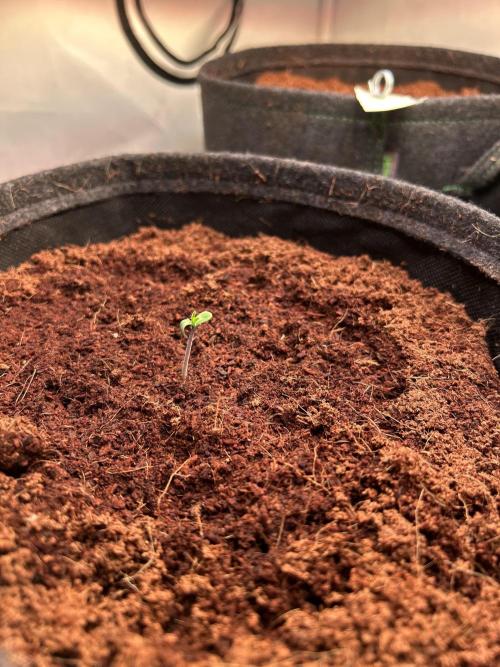 Melonade Runtz. Week 1