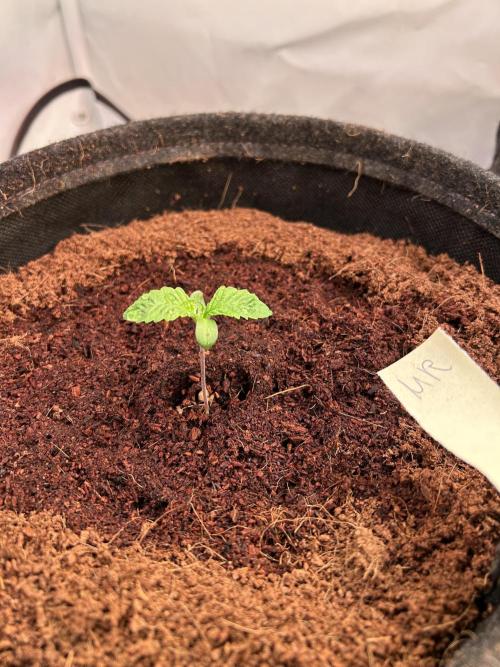 Melonade Runtz. Week 1
