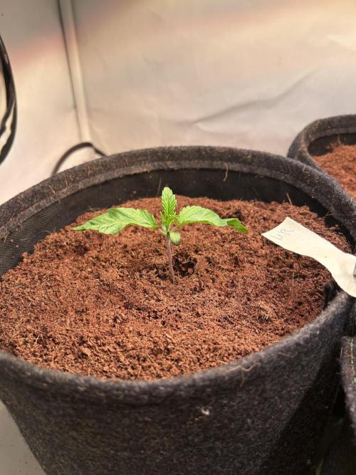 Melonade Runtz. Week 3