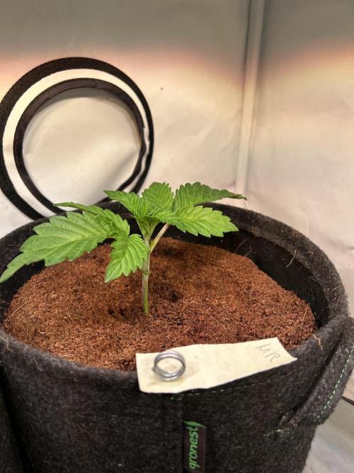 Melonade Runtz. Week 3