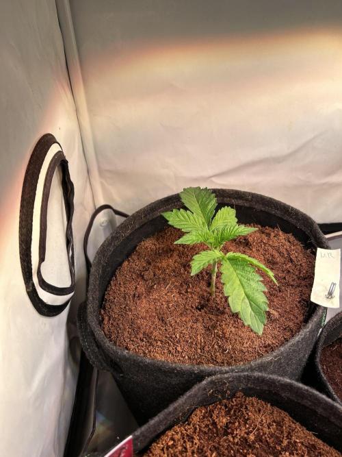 Melonade Runtz. Week 3