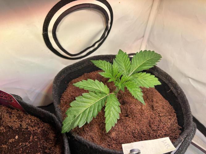 Melonade Runtz. Week 4