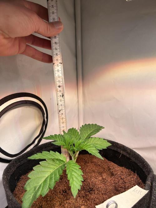 Melonade Runtz. Week 4