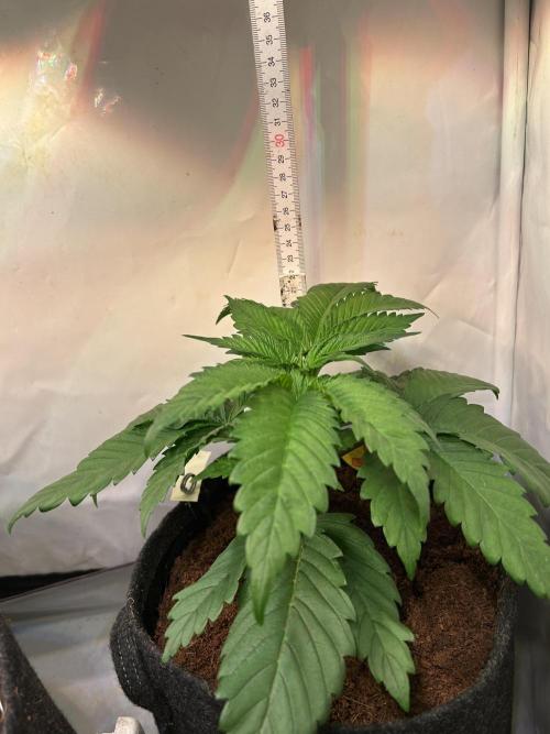 Blue zushi aka Blue Zenith. Week 4