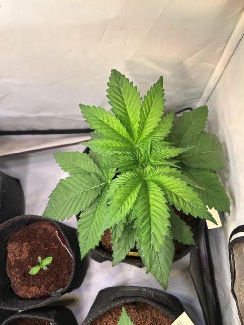 Blue Zenith. Week 4