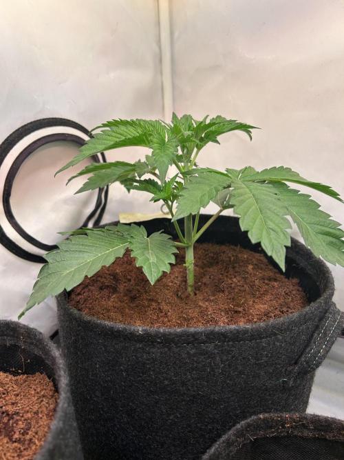 Melonade Runtz. Week 4