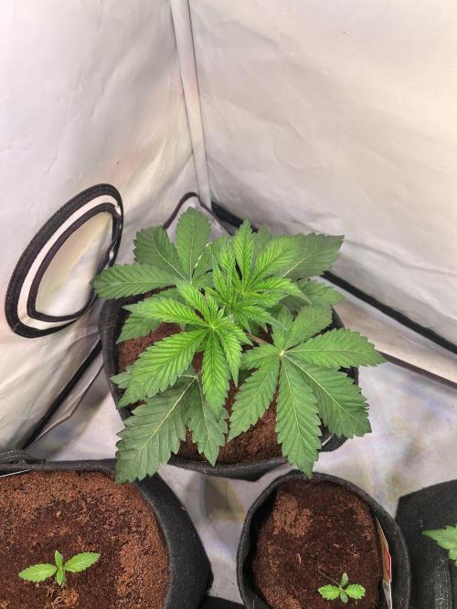 Melonade Runtz. Week 4