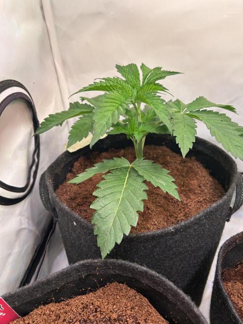 Melonade Runtz. Week 4