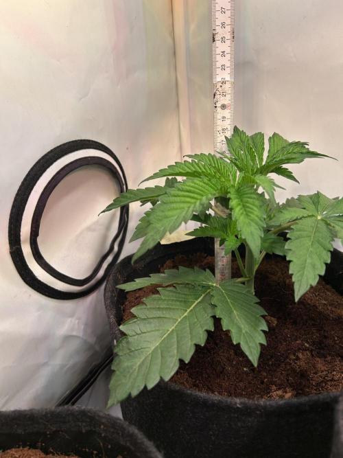 Melonade Runtz. Week 4
