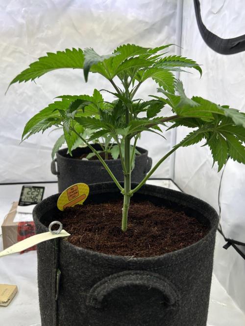 Blue zushi aka Blue Zenith. Week 5