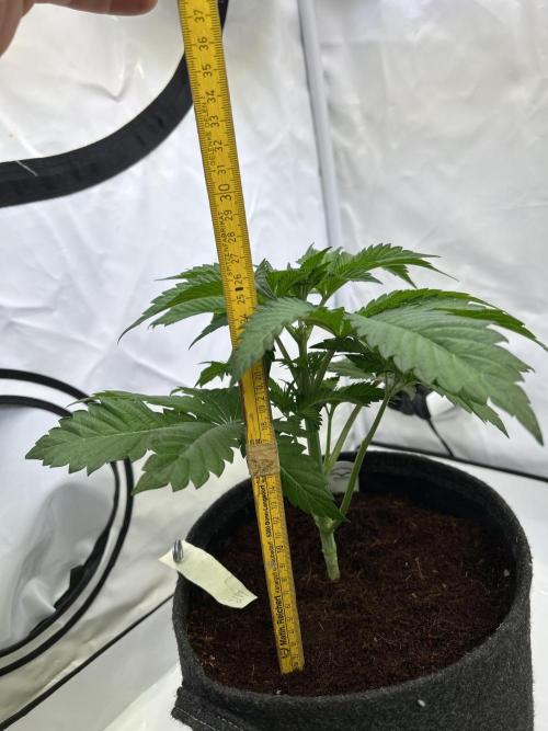 Melonade Runtz. Week 5