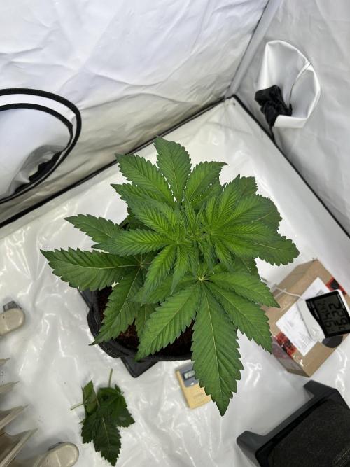 Melonade Runtz. Week 5