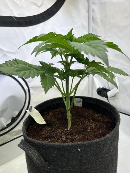 Melonade Runtz. Week 5