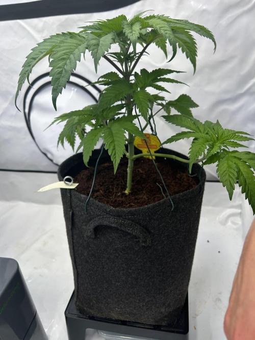 Blue Zenith. Week 5
