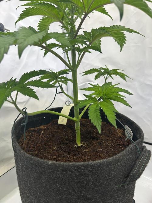 Melonade Runtz. Week 5