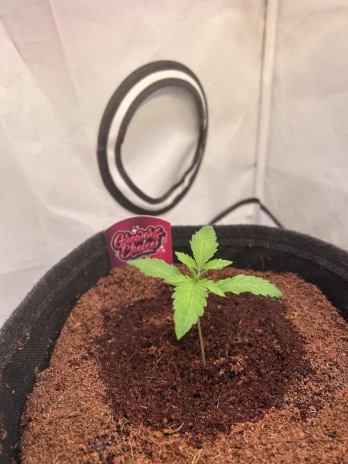 Gello-Z. Week 2