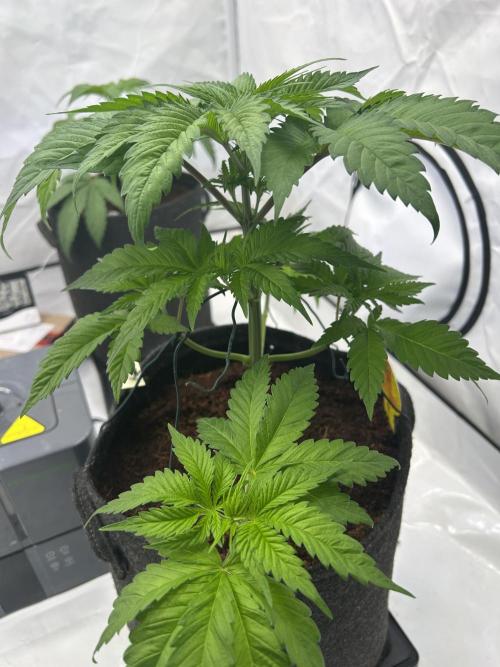Blue zushi aka Blue Zenith. Week 6