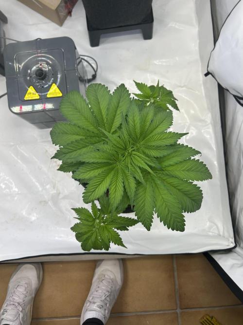Blue zushi aka Blue Zenith. Week 6