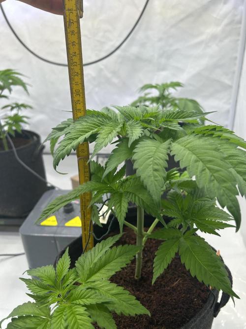 Blue zushi aka Blue Zenith. Week 6