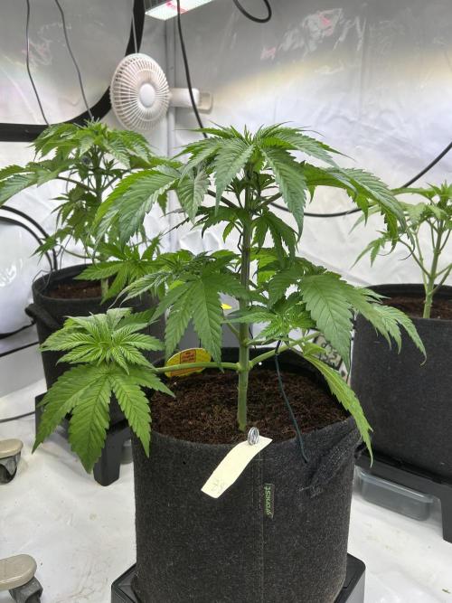 Blue zushi aka Blue Zenith. Week 6
