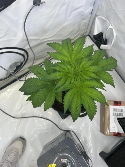 Melonade Runtz. Week 6