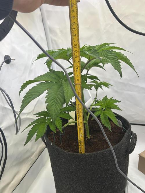 Melonade Runtz. Week 6