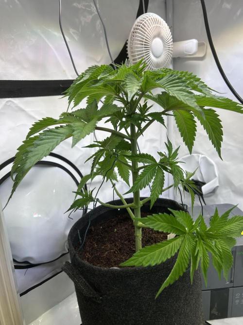 Melonade Runtz. Week 6