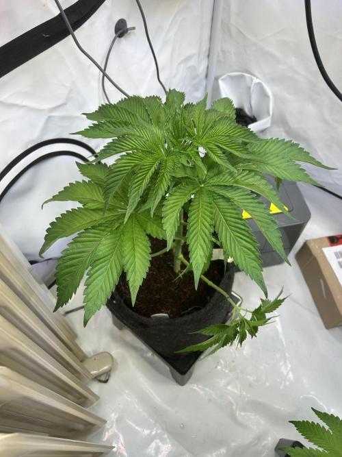 Melonade Runtz. Week 6