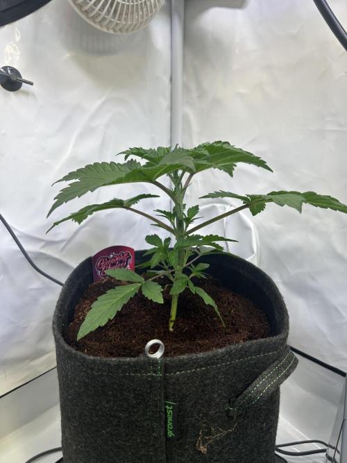 Gello-Z. Week 5