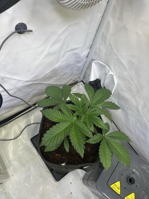 Gello-Z. Week 5