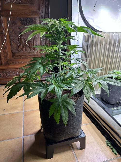 Blue zushi aka Blue Zenith. Week 7