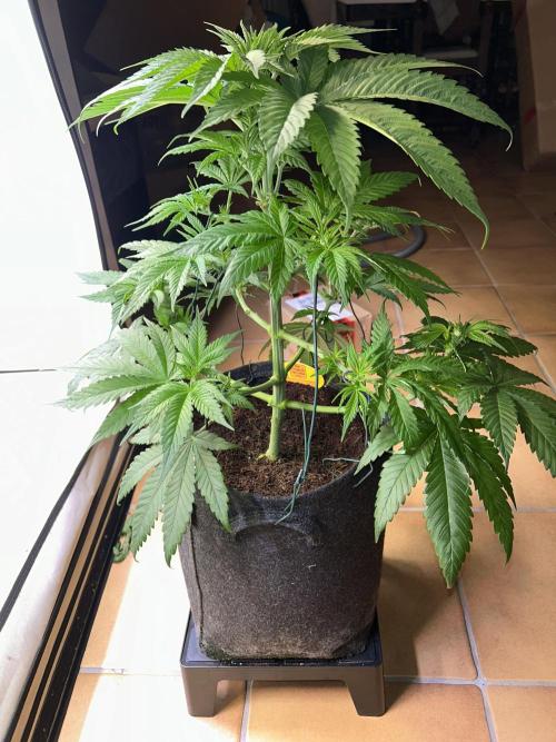Blue zushi aka Blue Zenith. Week 7