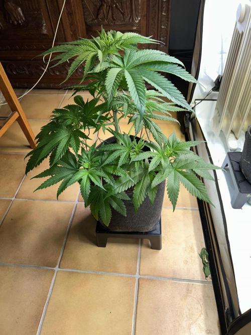 Blue zushi aka Blue Zenith. Week 7