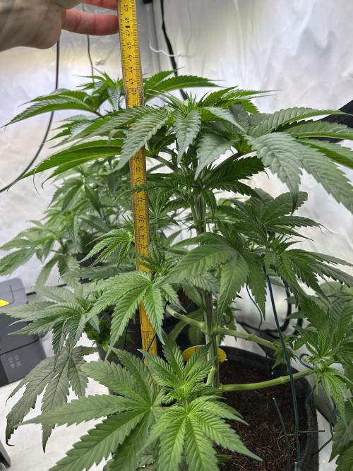 Blue Zenith. Week 7