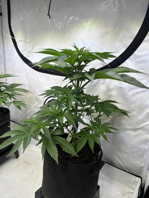Melonade Runtz. Week 7